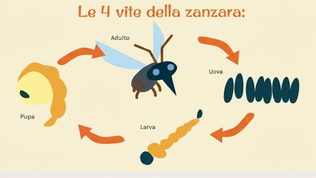 Caldo record e zanzare: aumento del 75% delle uova in Emilia-Romagna, attesi invasi nei prossimi giorni