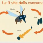 Caldo record e zanzare: aumento del 75% delle uova in Emilia-Romagna, attesi invasi nei prossimi giorni