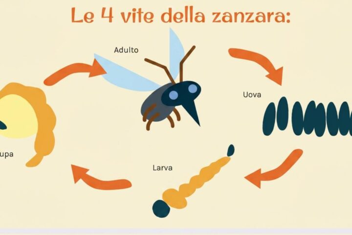 Caldo record e zanzare: aumento del 75% delle uova in Emilia-Romagna, attesi invasi nei prossimi giorni