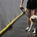 Colpo di calore nei cani: rischi, sintomi e rimedi nel contesto dell'estate italiana