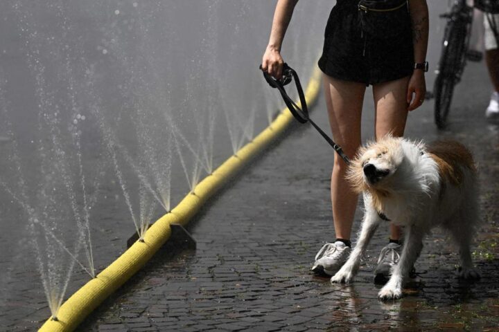 Colpo di calore nei cani: rischi, sintomi e rimedi nel contesto dell'estate italiana
