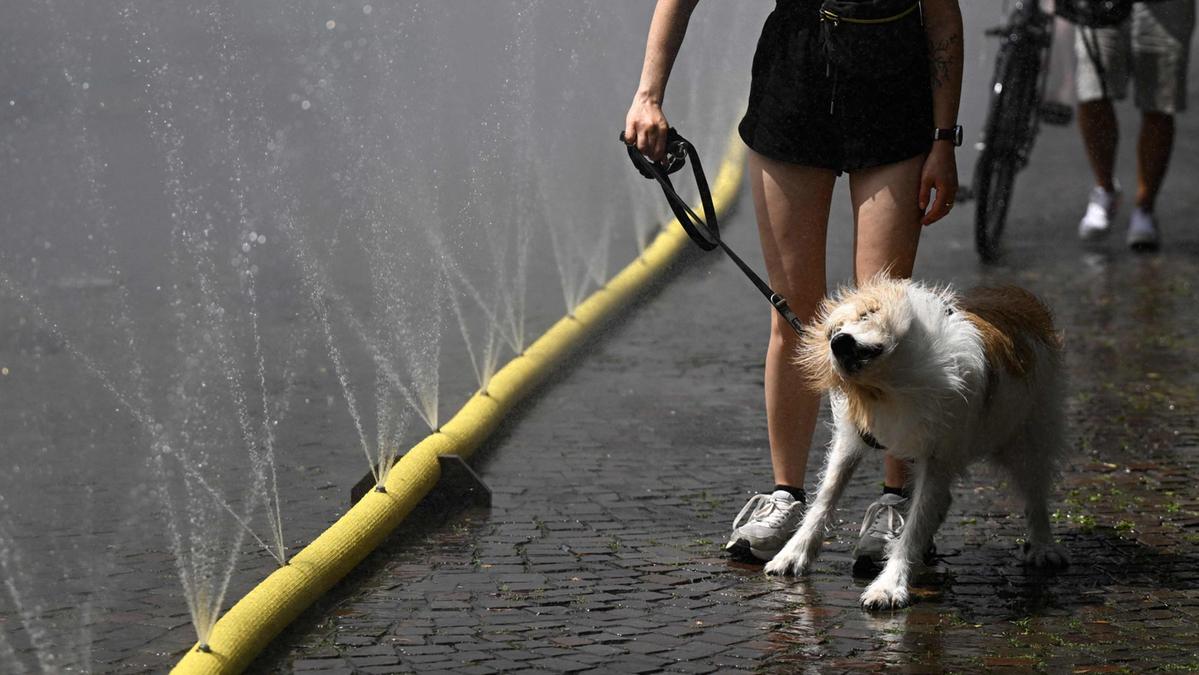 Colpo di calore nei cani: rischi, sintomi e rimedi nel contesto dell'estate italiana