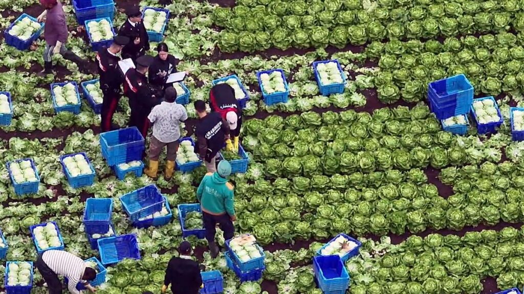 Il caporalato in Calabria: contratti regolari e sfruttamento degli operai della Piana di Sibari