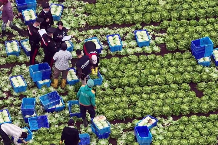 Il caporalato in Calabria: contratti regolari e sfruttamento degli operai della Piana di Sibari
