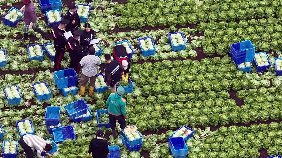 Il caporalato in Calabria: contratti regolari e sfruttamento degli operai della Piana di Sibari