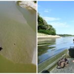 Il Po in crisi: il fiume scende a livelli allarmanti tra secche e isole