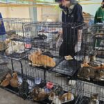 In Vietnam recuperati oltre 400 gatti rubati per la macellazione, nove arresti effettuati