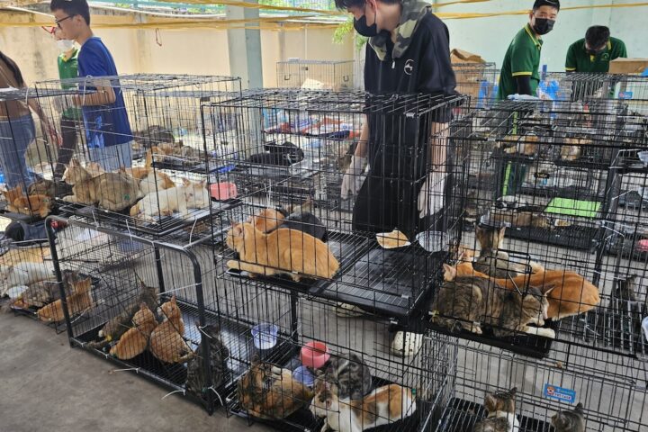 In Vietnam recuperati oltre 400 gatti rubati per la macellazione, nove arresti effettuati