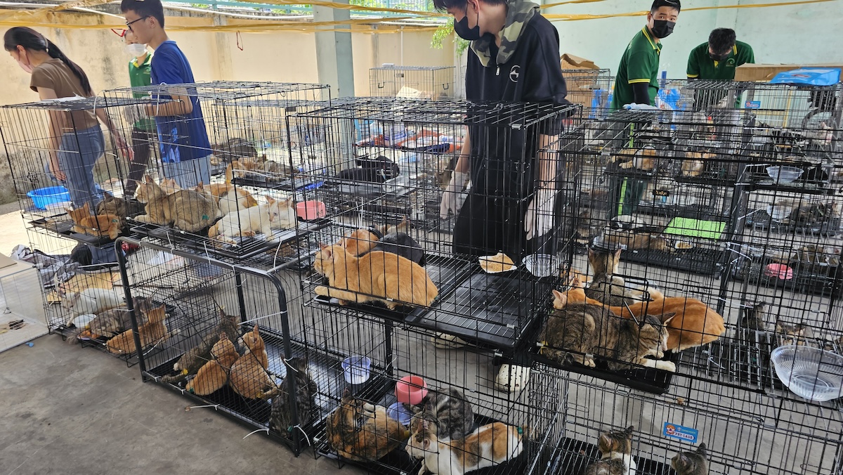 In Vietnam recuperati oltre 400 gatti rubati per la macellazione, nove arresti effettuati