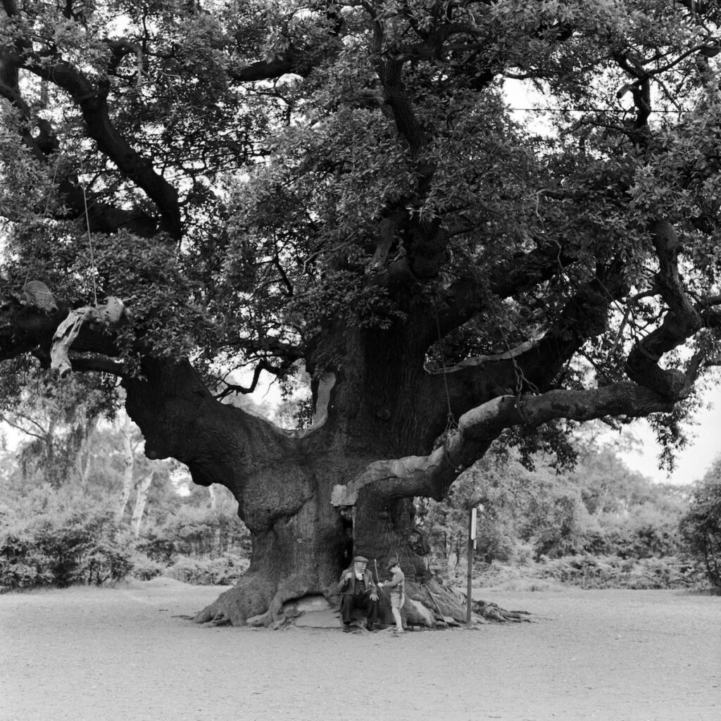 La quercia millenaria di Sherwood dichiarata morta dopo anni di declino