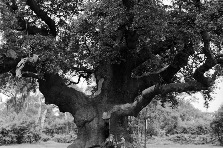 La quercia millenaria di Sherwood dichiarata morta dopo anni di declino