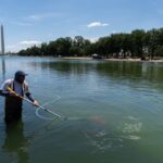 La Reflecting Pool del Lincoln Memorial a Washington: problemi persistenti dopo la ristrutturazione da 14 milioni di dollari