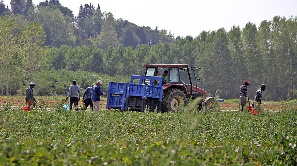 La vita dei braccianti in Calabria: sfruttati per tre euro l'ora e schiavi dei caporali