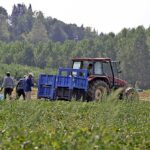 La vita dei braccianti in Calabria: sfruttati per tre euro l'ora e schiavi dei caporali