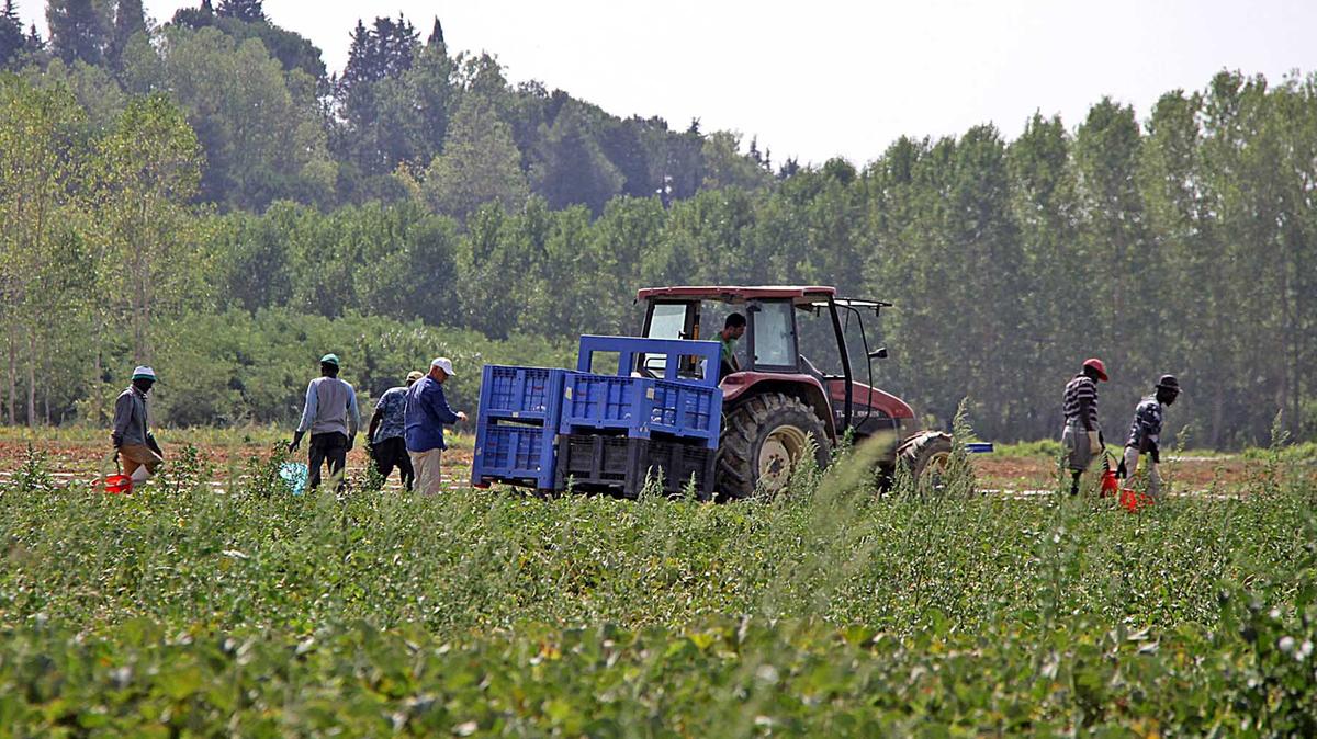 La vita dei braccianti in Calabria: sfruttati per tre euro l'ora e schiavi dei caporali