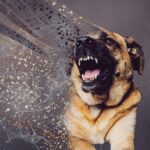 Rabbia a Vittorio Veneto: veterinari italiani avvertono contro l'adozione di cani dal Marocco