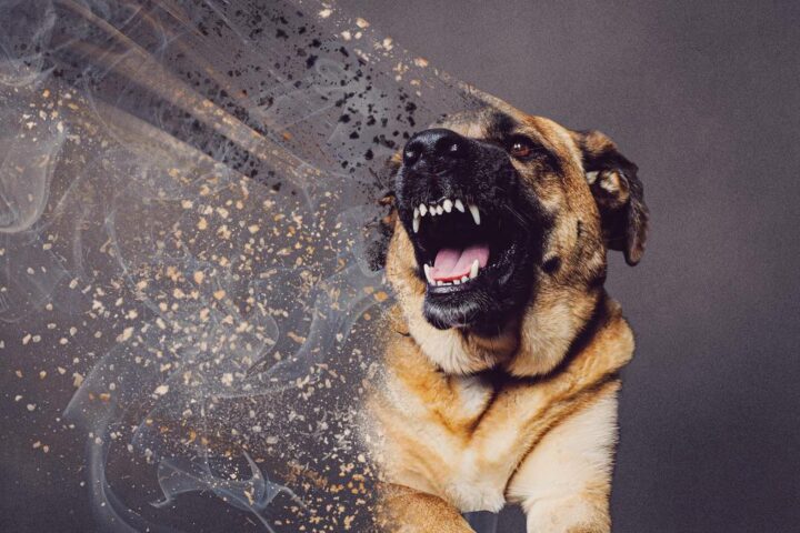 Rabbia a Vittorio Veneto: veterinari italiani avvertono contro l'adozione di cani dal Marocco