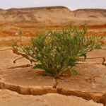 Rischi climatici in crescita: emissioni record e avviso su El Niño nel 2027