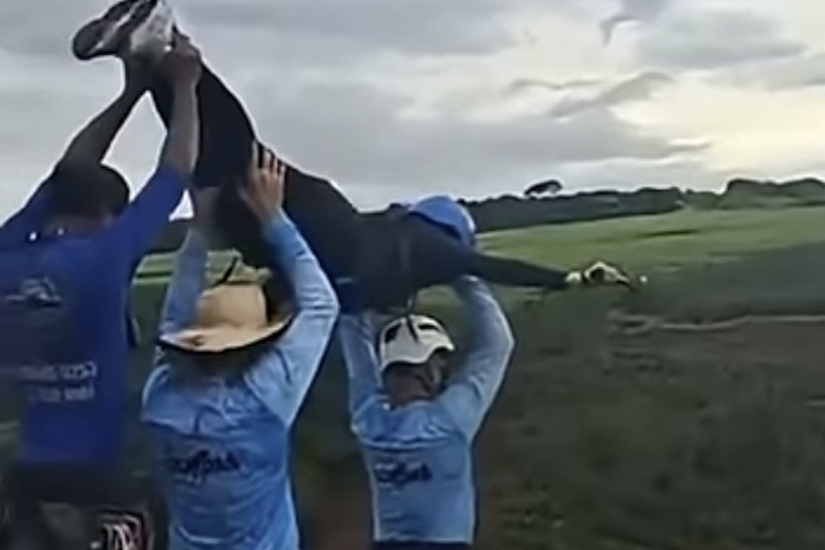 Una donna di 21 anni muore durante un rope jumping non assicurata in Brasile
