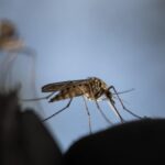 Zanzare e malattie infettive in Italia: cosa aspettarsi per l'estate 2026