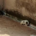 Agrigento, quattro cuccioli di cane muoiono sotto il sole: chiesti domiciliari per il proprietario