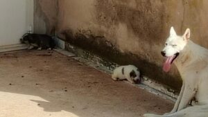 Agrigento, quattro cuccioli di cane muoiono sotto il sole: chiesti domiciliari per il proprietario