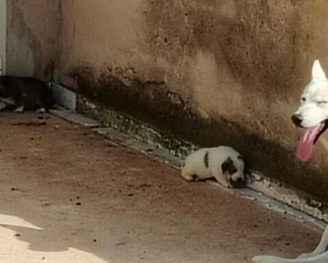 Agrigento, quattro cuccioli di cane muoiono sotto il sole: chiesti domiciliari per il proprietario