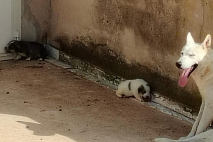 Agrigento, quattro cuccioli di cane muoiono sotto il sole: chiesti domiciliari per il proprietario