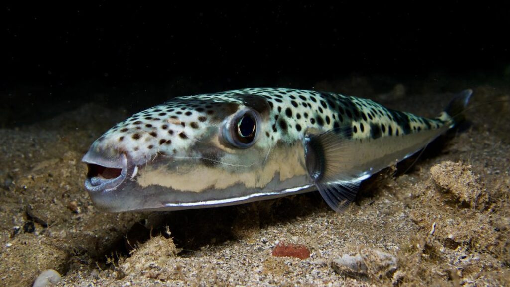 Allerta in Mediterraneo: pesce palla argenteo causa morsi ai bagnanti in Grecia
