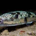 Allerta in Mediterraneo: pesce palla argenteo causa morsi ai bagnanti in Grecia
