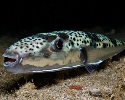 Allerta in Mediterraneo: pesce palla argenteo causa morsi ai bagnanti in Grecia