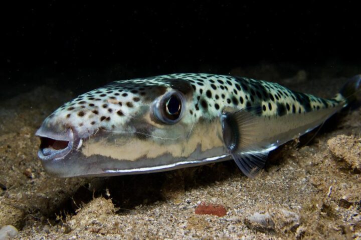 Allerta in Mediterraneo: pesce palla argenteo causa morsi ai bagnanti in Grecia