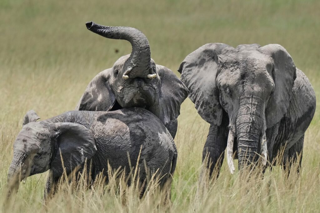 Aperta un'indagine in Kenya sulla misteriosa morte di 15 elefanti nel parco nazionale Amboseli