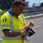 Catania, gattino salvato in tangenziale dopo esser fuggito dall'auto della padrona