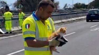 Catania, gattino salvato in tangenziale dopo esser fuggito dall'auto della padrona