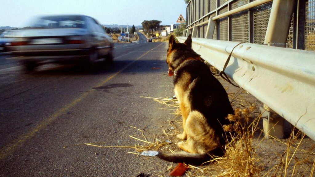 Crescita dell'abbandono di animali in Italia: analisi del fenomeno estivo e delle regioni più colpite