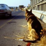 Crescita dell'abbandono di animali in Italia: analisi del fenomeno estivo e delle regioni più colpite