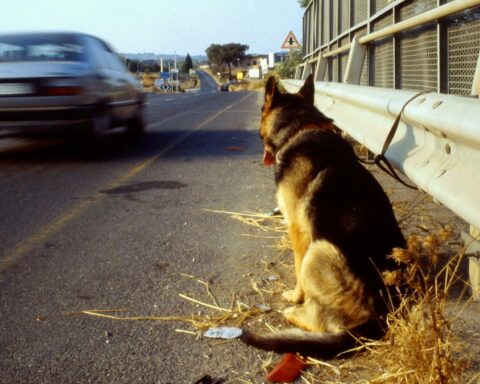 Crescita dell'abbandono di animali in Italia: analisi del fenomeno estivo e delle regioni più colpite