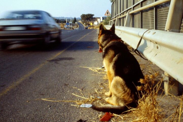 Crescita dell'abbandono di animali in Italia: analisi del fenomeno estivo e delle regioni più colpite