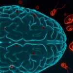 Il caldo aumenta il rischio dell’ameba mangia-cervello negli Stati Uniti, ecco cosa sapere