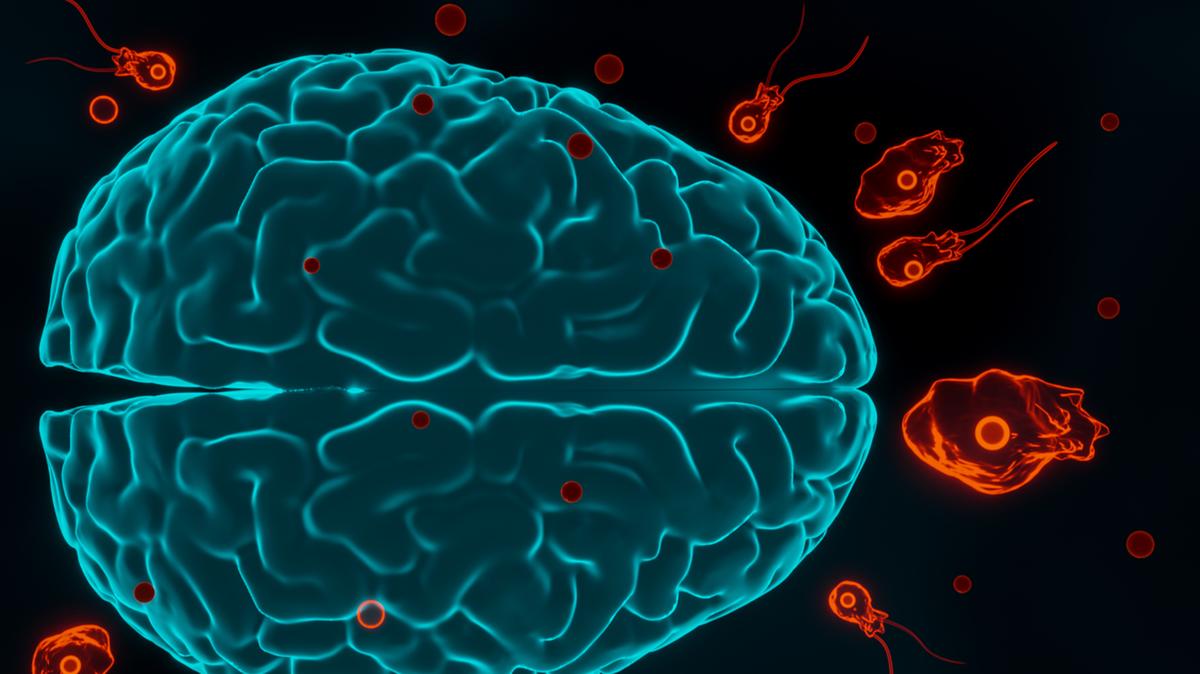 Il caldo aumenta il rischio dell’ameba mangia-cervello negli Stati Uniti, ecco cosa sapere