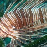 Il caldo estremo trasforma la fauna selvatica in Italia e nel Mediterraneo