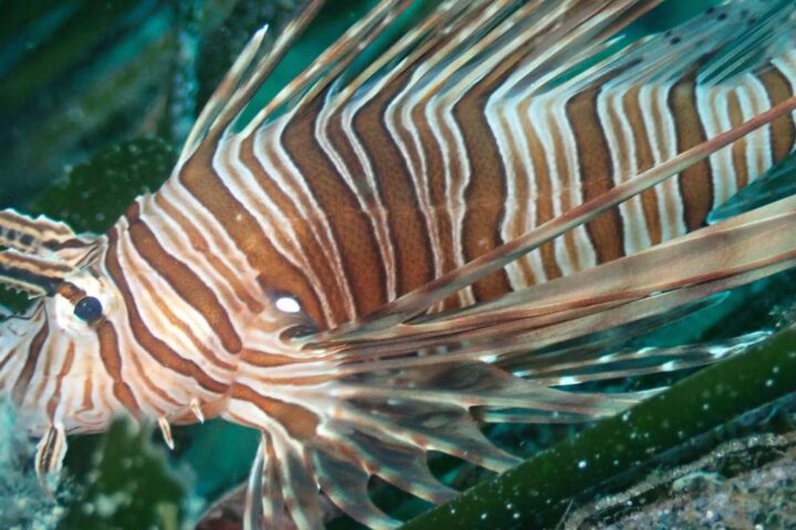 Il caldo estremo trasforma la fauna selvatica in Italia e nel Mediterraneo