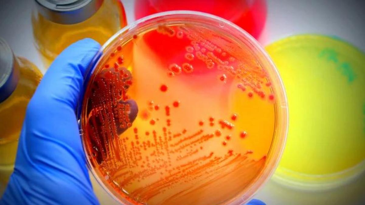 Il piccolo Alessio Pio muore dopo infezione da batterio all'asilo di Tropea: cinque bambini ricoverati