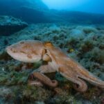 Il progetto per il primo allevamento commerciale di polpi al mondo a Las Palmas annullato