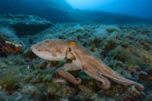 Il progetto per il primo allevamento commerciale di polpi al mondo a Las Palmas annullato