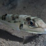 La diffusione del pesce palla argenteo in Grecia preoccupa i pescatori e l'ecosistema marino