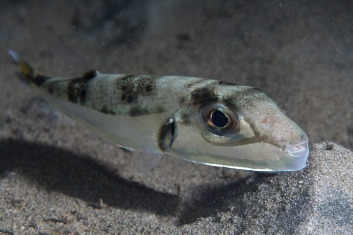 La diffusione del pesce palla argenteo in Grecia preoccupa i pescatori e l'ecosistema marino