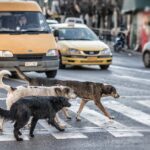 La gestione dei cani di quartiere ad Atene: un modello che sfida il randagismo globale