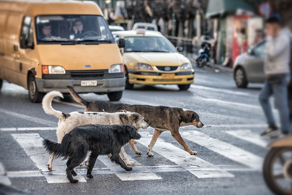 La gestione dei cani di quartiere ad Atene: un modello che sfida il randagismo globale